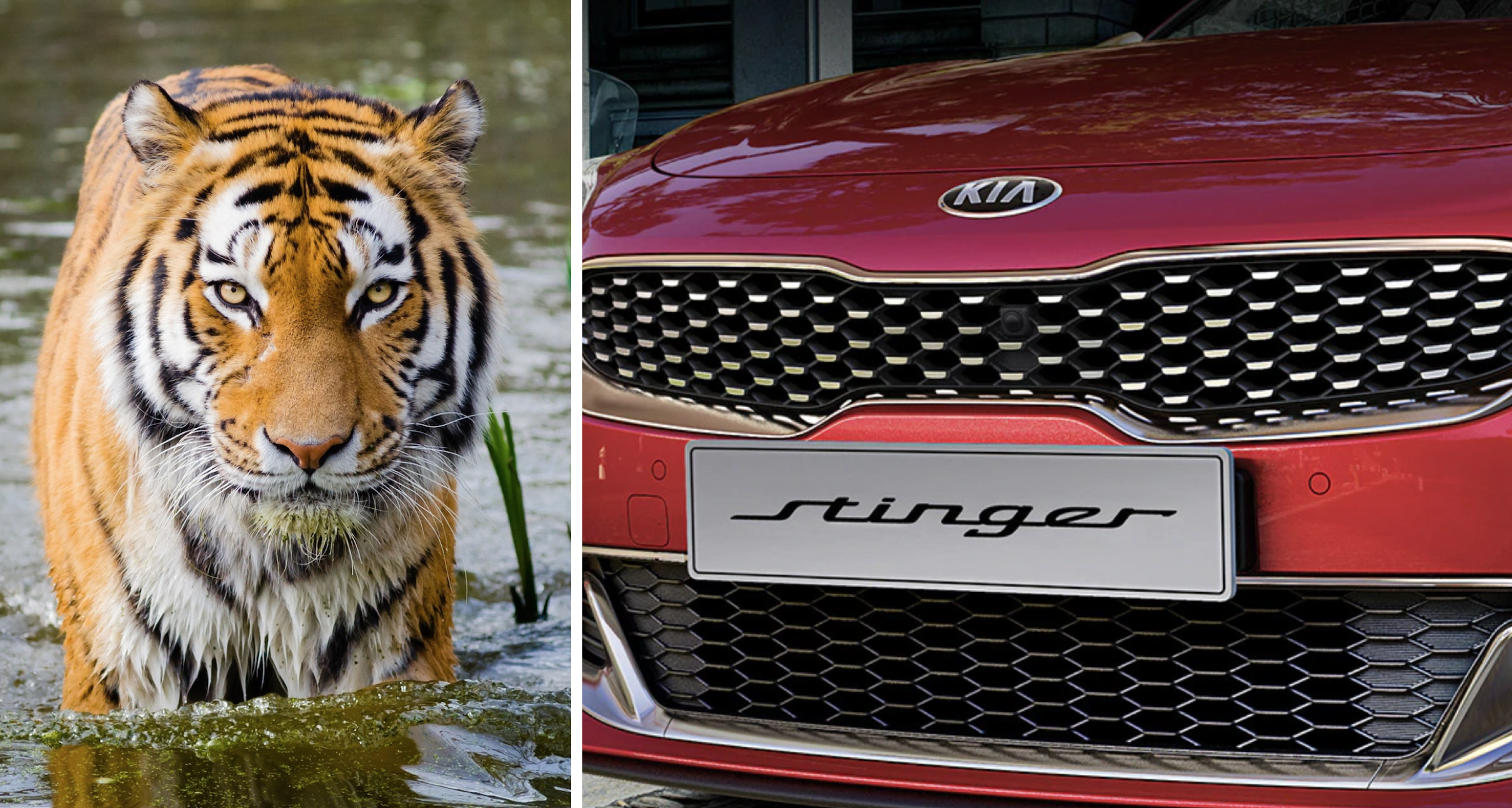 parrilla nariz tigre cara rostro