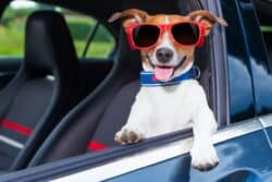 En el Día Mundial del perro, 10 reglas básicas para viajar en auto con él