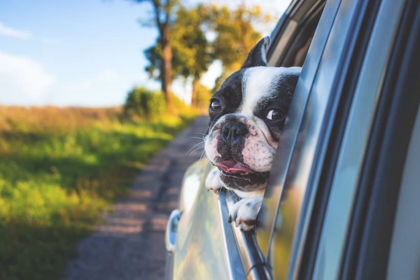 En el Día Mundial del perro, 10 reglas básicas para viajar en auto con él