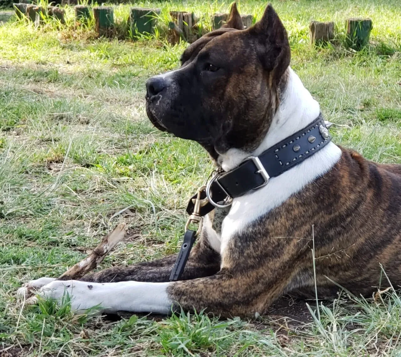 Presa Canario - Cupra