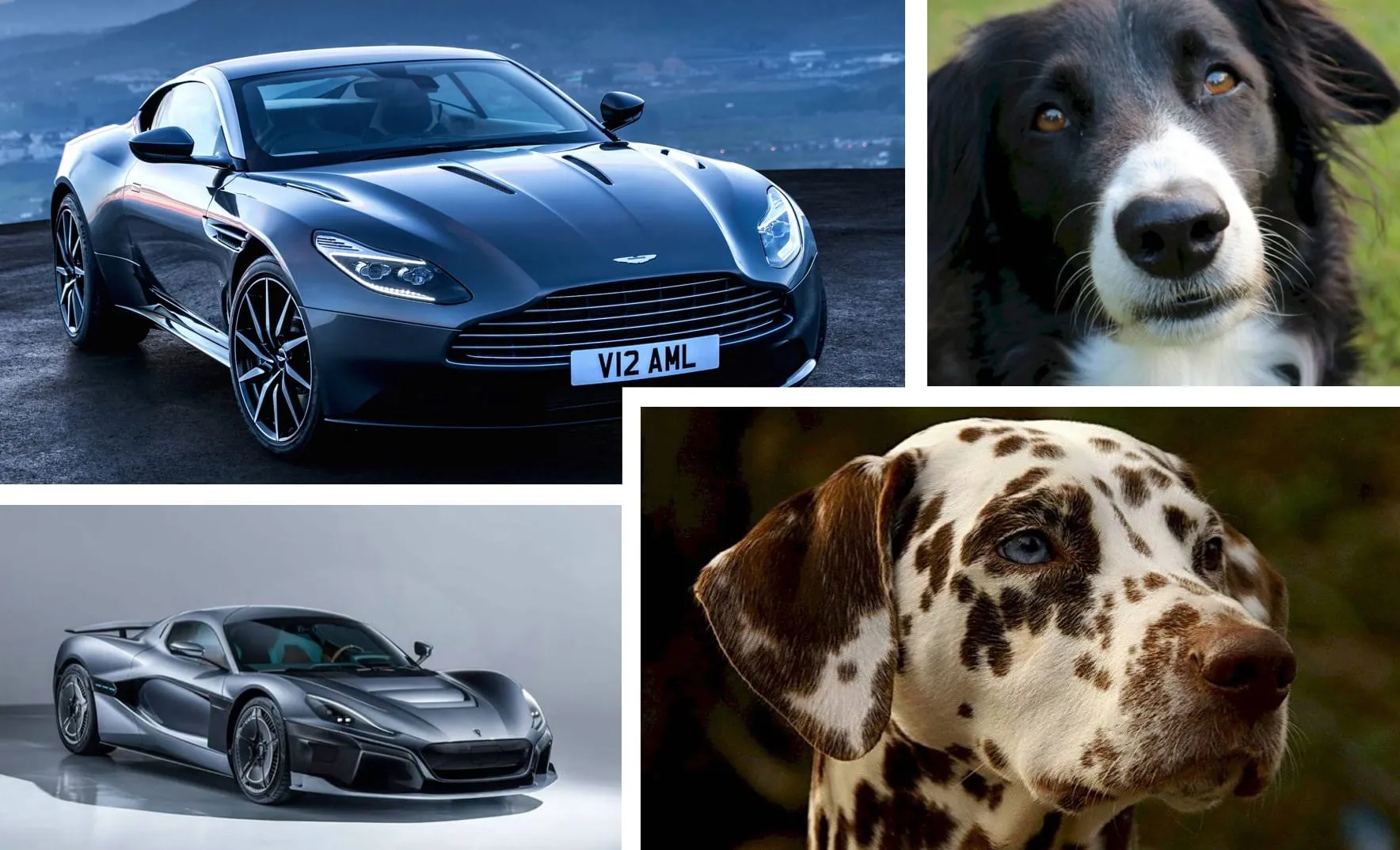 Si los autos fueran perros