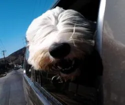 Viejo Pastor Ingles 2