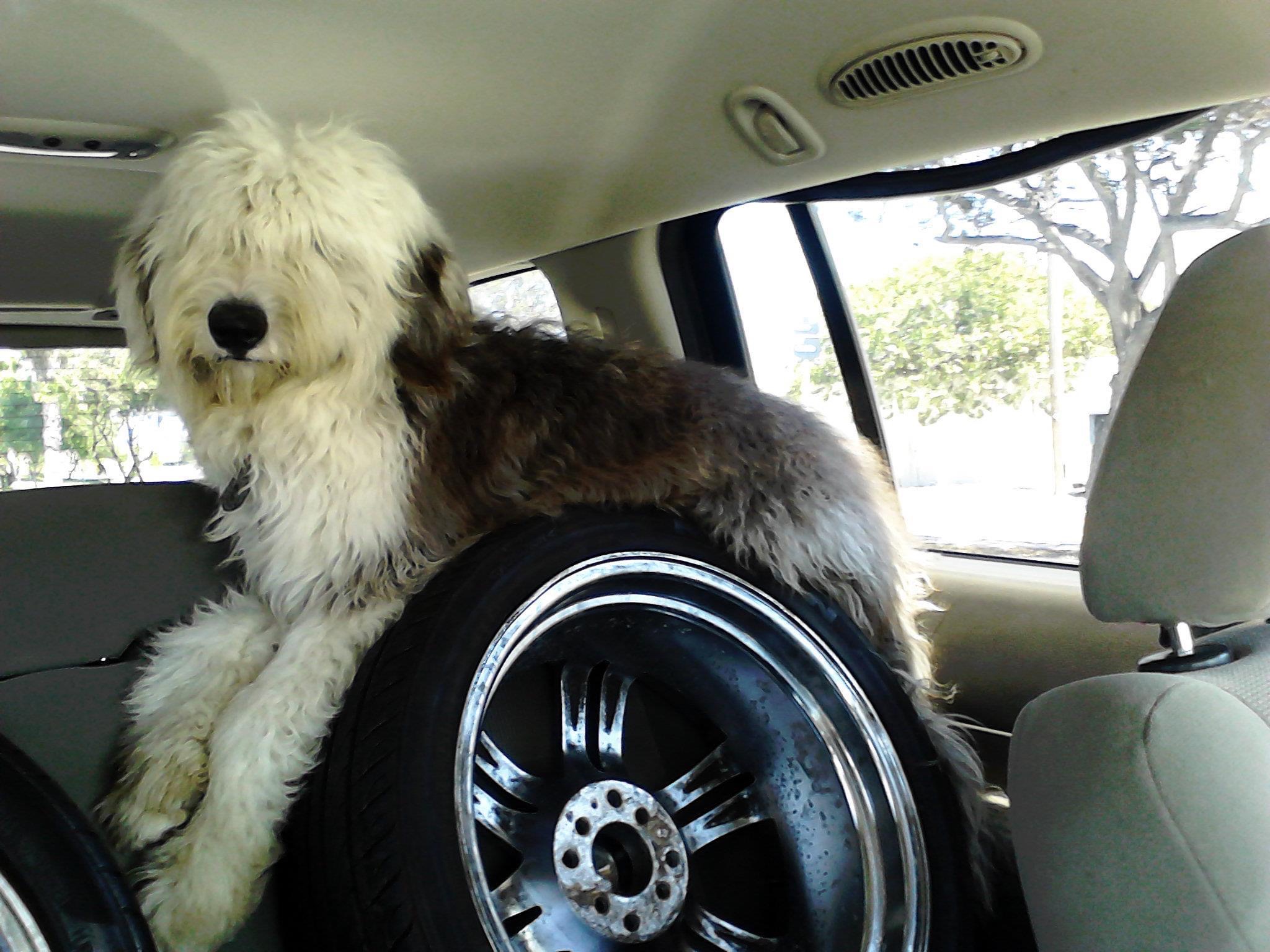 perroauto | Memo Lira perro auto