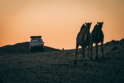 Rally Dakar en peligro: Arabia Saudí cierra la frontera