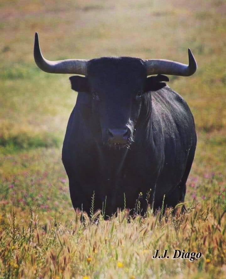 TorodeMiura1 | Memo Lira