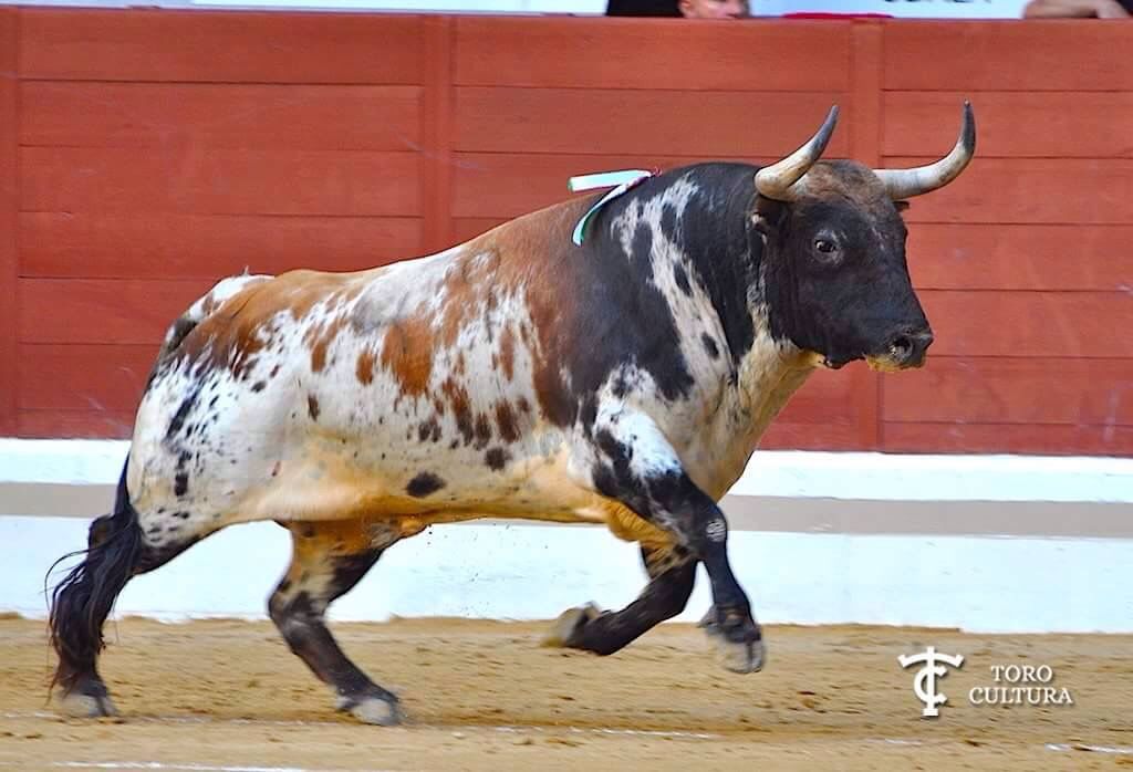 ToropintaBurraco | Memo Lira