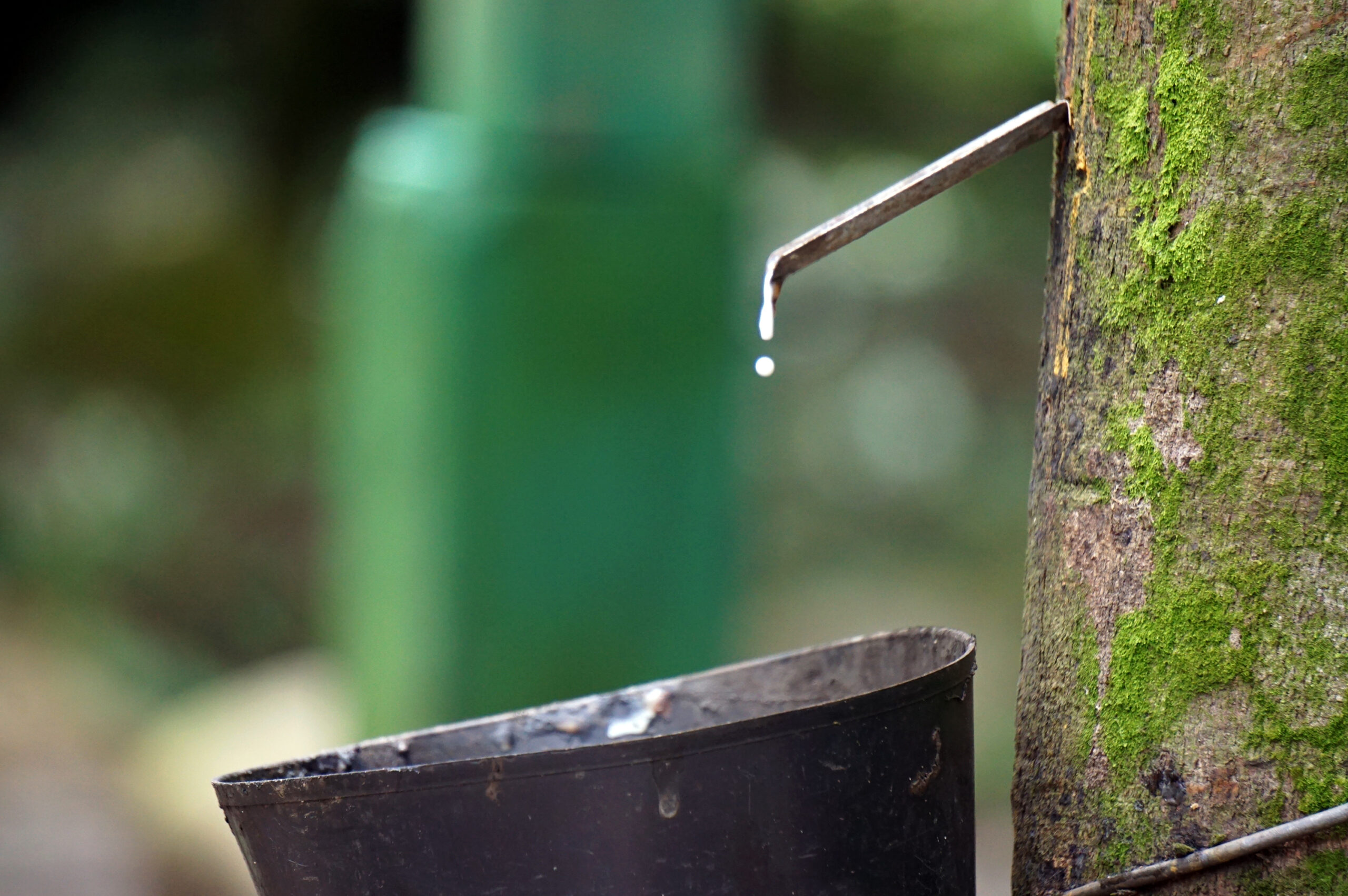 bmw caucho neumáticos