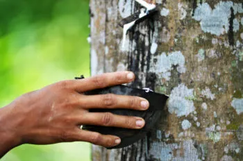 bmw caucho neumáticos