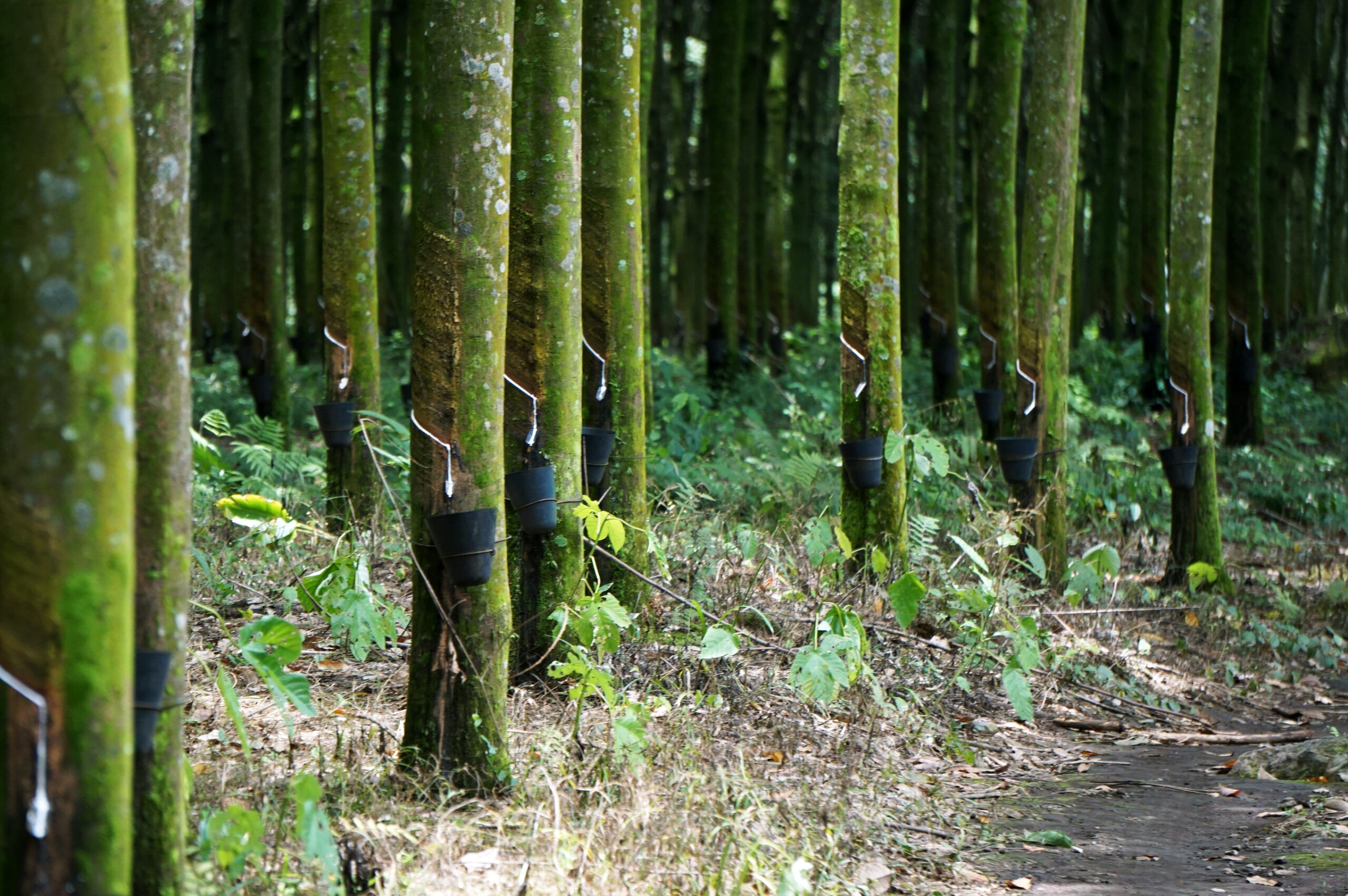 bmw caucho neumáticos