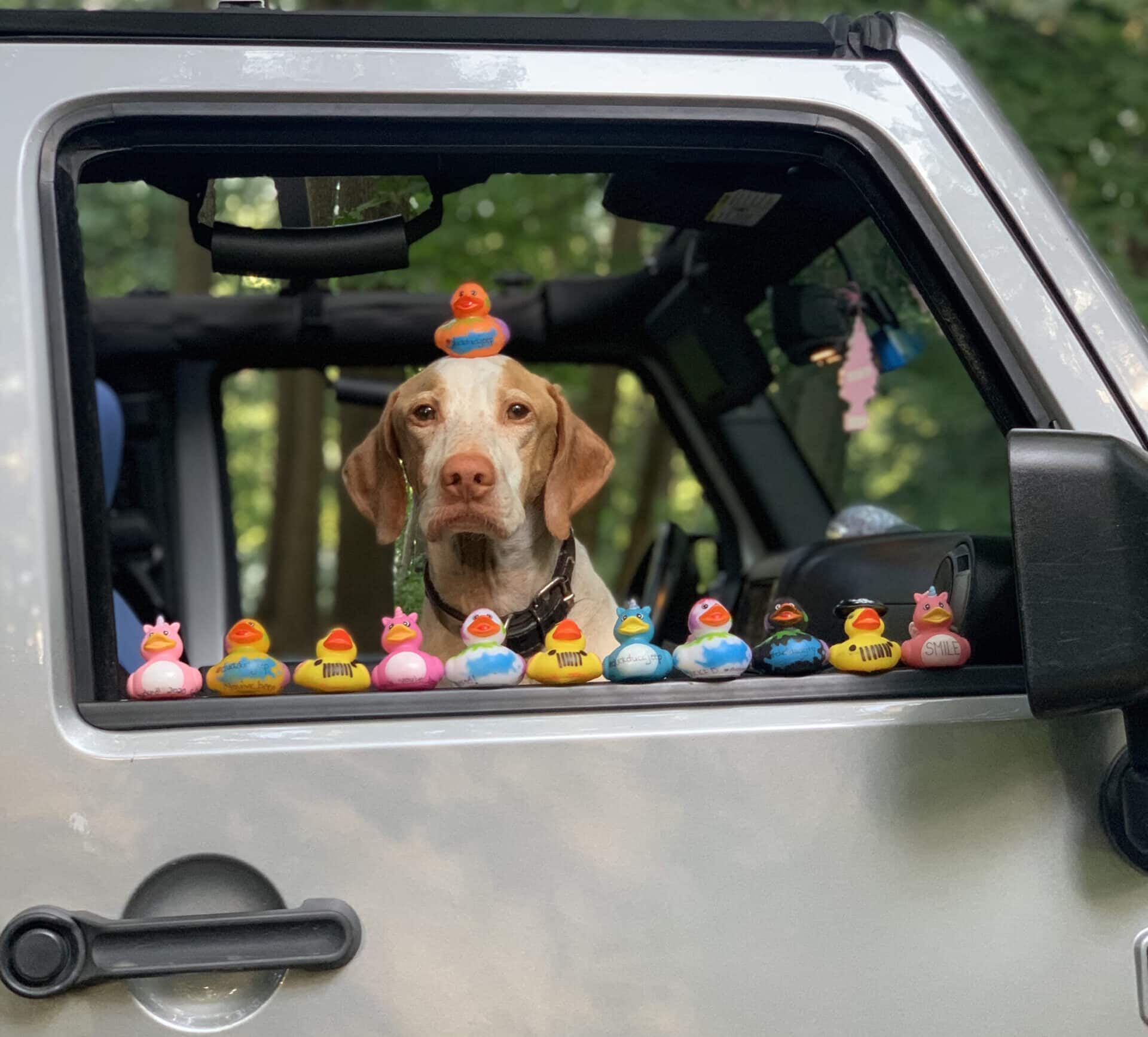 Jeep trae al patito de goma más grande del mundo al Auto Show de Detroit
